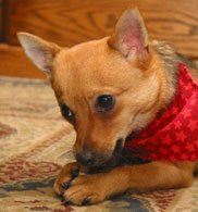Portrait of Clio
